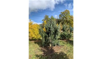 Gartenpflanzen Daepp