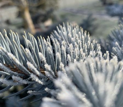 Picea pungens 'Oldenburg'
