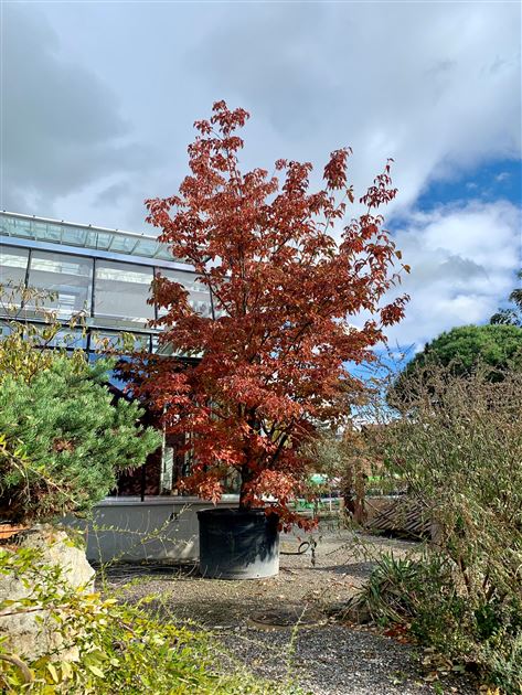 Cornus kousa 'Venus', Kousa-Hartriegel - Gartenpflanzen Daepp
