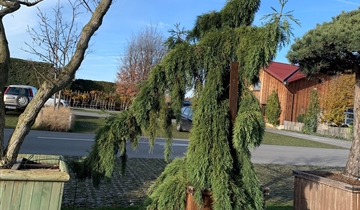 Bildvorschau