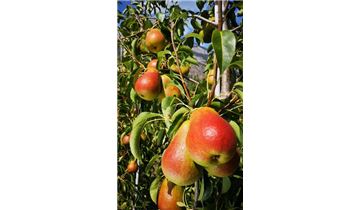 Gartenpflanzen Daepp