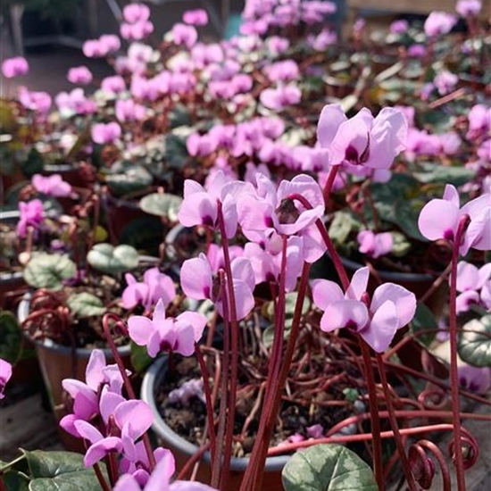Cyclamen coum