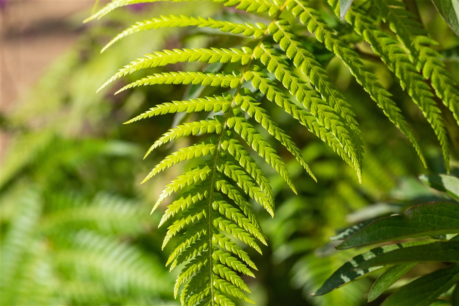 Dicksonia antarctica, Australischer Taschenfarn - Gartenpflanzen Daepp