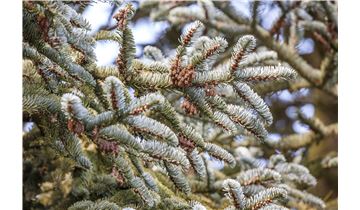 Gartenpflanzen Daepp Gartenpflanzen Daepp