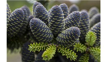 Gartenpflanzen Daepp Gartenpflanzen Daepp