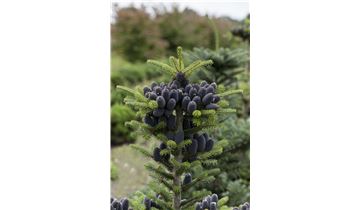 Gartenpflanzen Daepp Gartenpflanzen Daepp