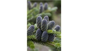 Gartenpflanzen Daepp Gartenpflanzen Daepp