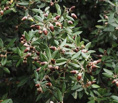 Quercus ilex