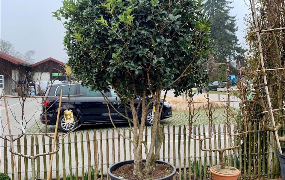 Osmanthus armatus Nr. 479 Osmanthus armatus Nr. 479