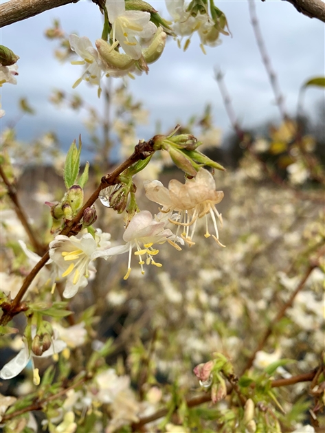 Lonicera purpusii (x), Winter-Duftheckenkirsche - Gartenpflanzen Daepp
