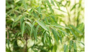 Gartenpflanzen Daepp