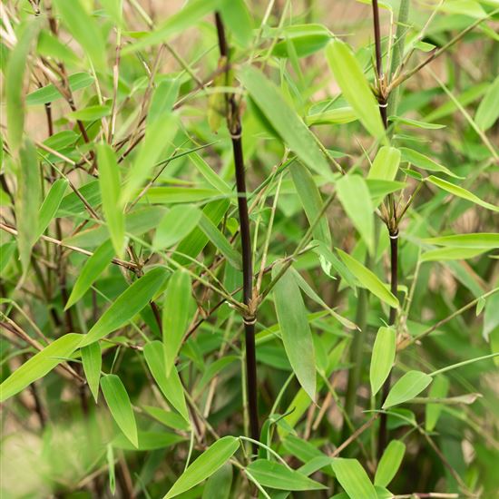 Fargesia 'Jiuzhaighou' Fargesia 'Jiuzhaighou'