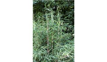 Gartenpflanzen Daepp