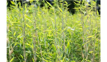 Gartenpflanzen Daepp
