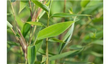 Gartenpflanzen Daepp