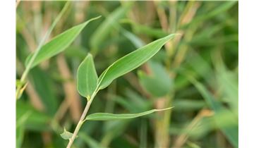 Gartenpflanzen Daepp