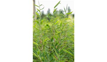 Gartenpflanzen Daepp