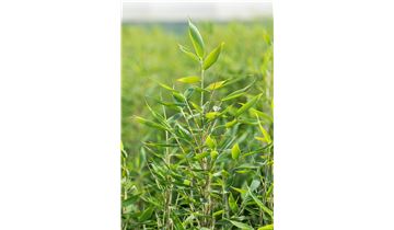 Gartenpflanzen Daepp