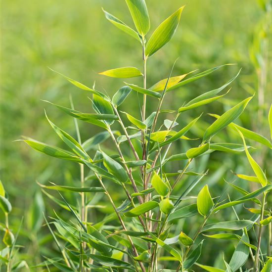 Fargesia 'Blue Lizard'