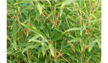 Gartenpflanzen Daepp