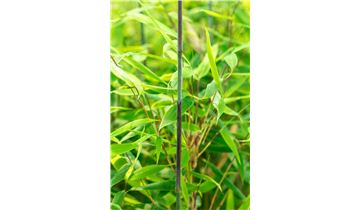 Gartenpflanzen Daepp