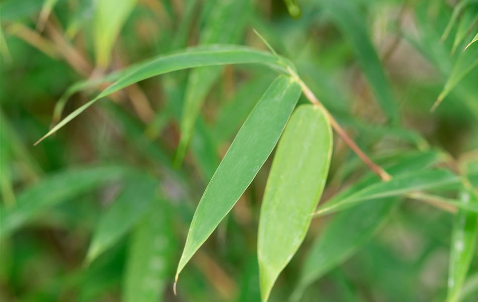 Bambus kaufen I Gartenpflanzen Daepp - Gartenpflanzen Daepp