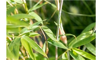 Gartenpflanzen Daepp