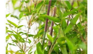 Gartenpflanzen Daepp