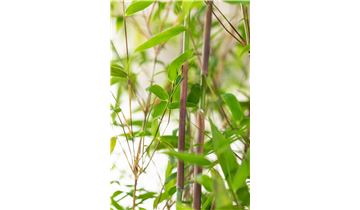 Gartenpflanzen Daepp