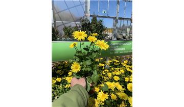 Gartenpflanzen Daepp