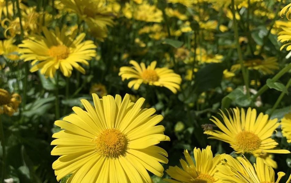 Doronicum orientale 'Little Leo'