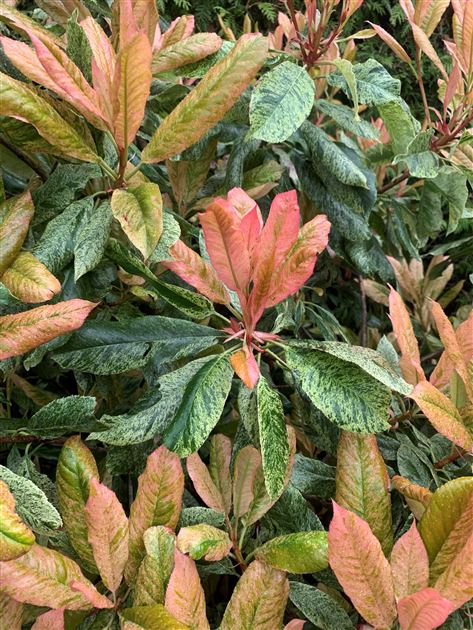 portugiesischer kirschlorbeer gelbe blätter herbst Portugiesischer Kirschlorbeer - Prunus lusitanica main image 1
