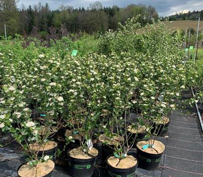 Aronia prunifolia (x) 'Viking'