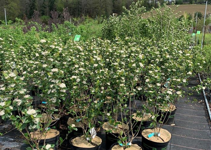 Aronia prunifolia (x) 'Viking'