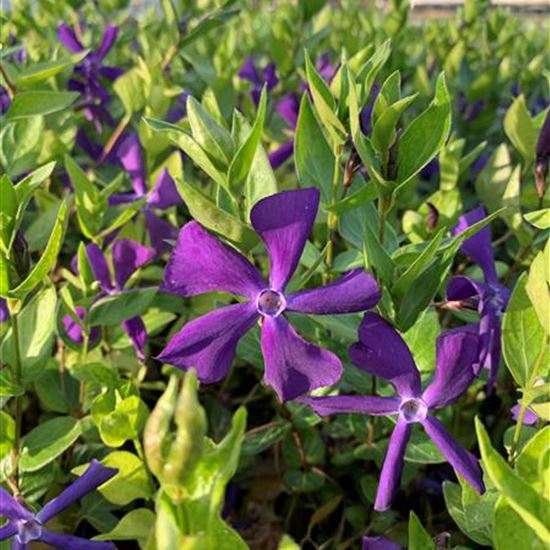 Vinca balcanica Vinca balcanica