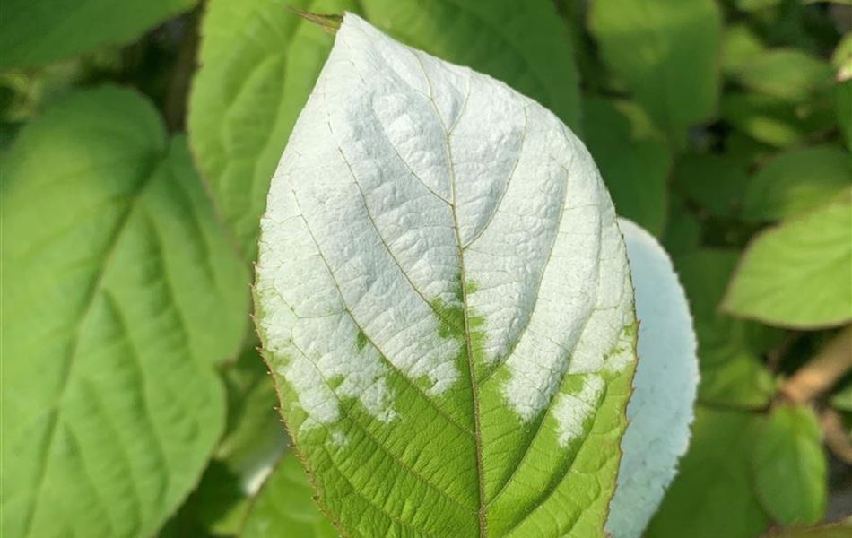 Actinidia kolomikta Actinidia kolomikta