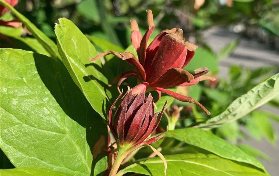 Calycanthus floridus var. laevigatus Calycanthus floridus var. laevigatus