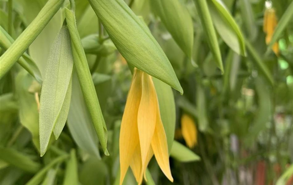 Uvularia grandiflora