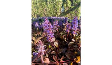 Gartenpflanzen Daepp