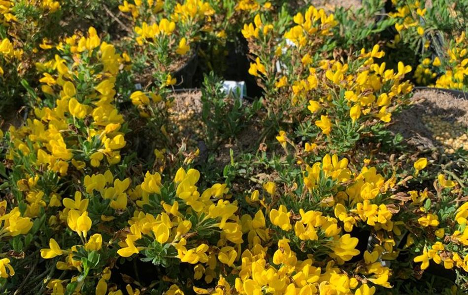 Cytisus decumbens Cytisus decumbens