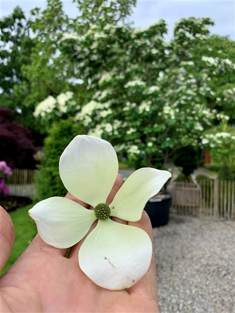 Cornus 'Venus' Nr. 288, Japanischer Blumen-Hartriegel 'Venus' -  Gartenpflanzen Daepp
