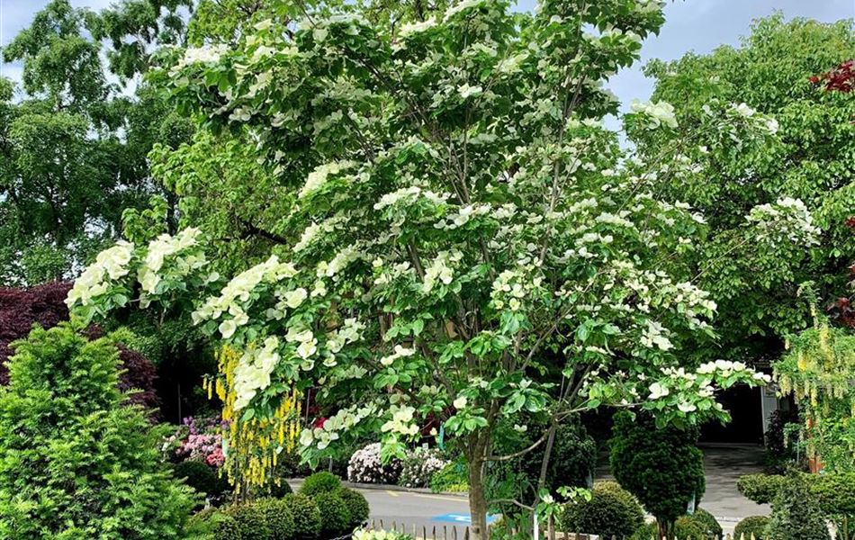 Cornus 'Venus' Nr. 288