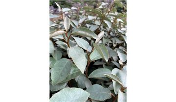 Gartenpflanzen Daepp Gartenpflanzen Daepp