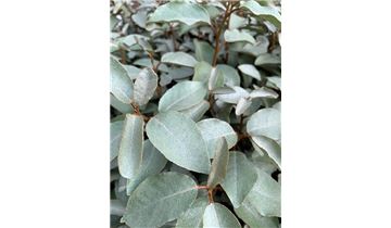 Gartenpflanzen Daepp Gartenpflanzen Daepp