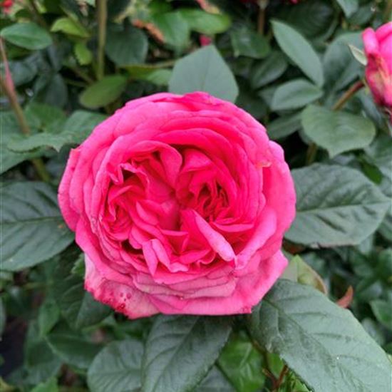 Rosa (Englische Rose) 'Romina' ADR Rosa (Englische Rose) 'Romina' ADR