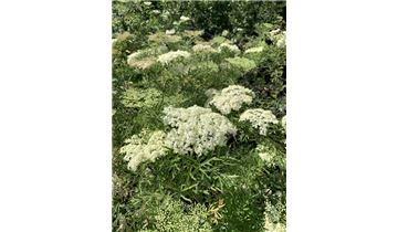 Gartenpflanzen Daepp