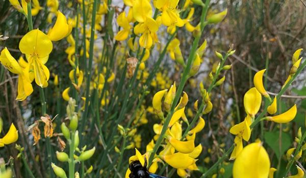 Spartium junceum (Holzbiene)