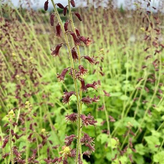 Tolmiea menziesii Tolmiea menziesii