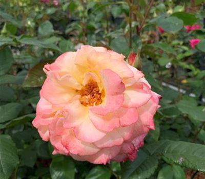 Rosa (Teehybride) 'Aquarell'