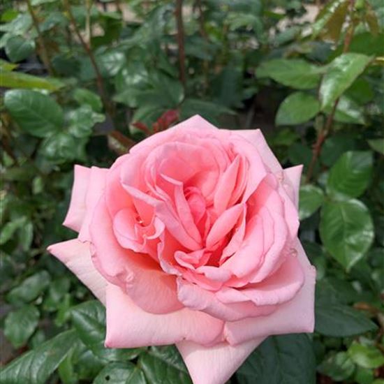 Rosa (Teehybride) 'Aphrodite' Rosa (Teehybride) 'Aphrodite'